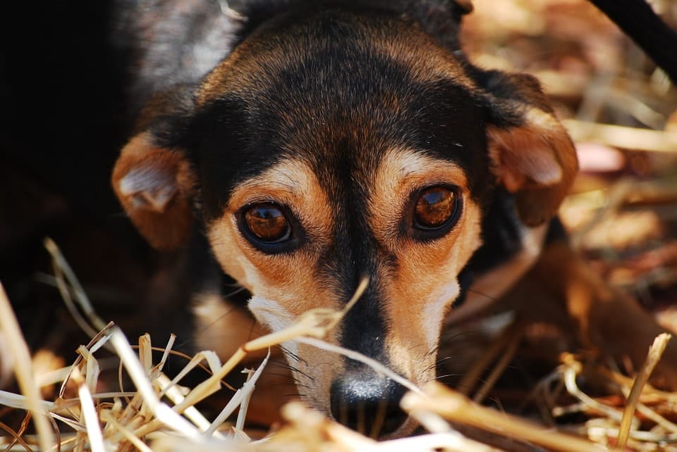 A dog looking anxious
