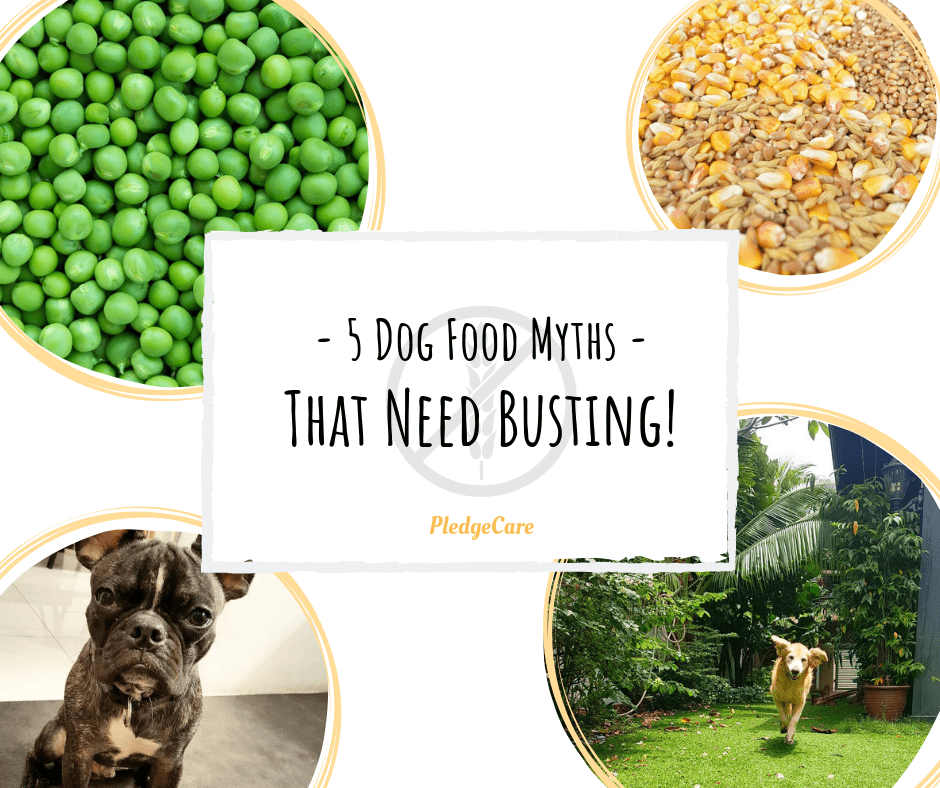5 dog food myths
