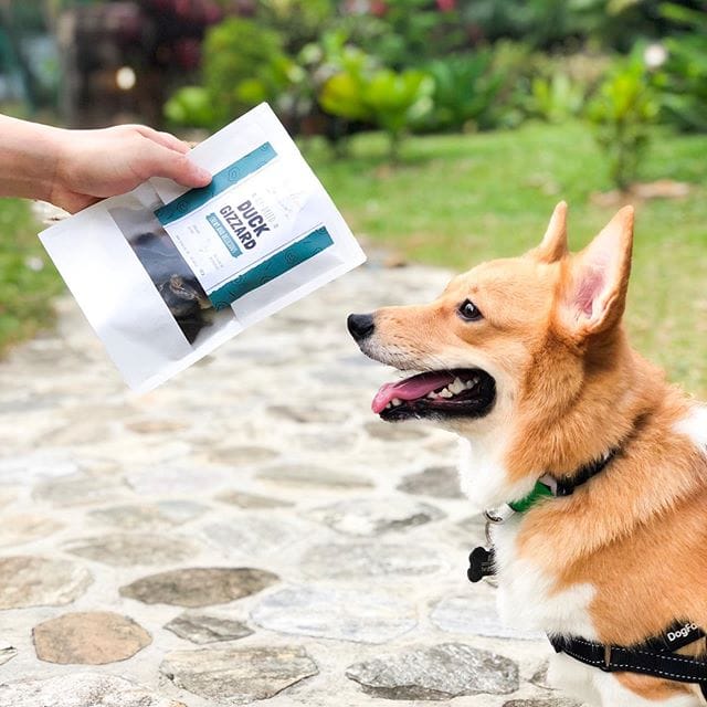 A dog looking at a bag of pledgecare's air dried duck gizzard