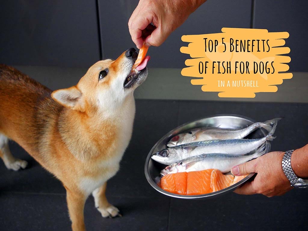 a shiba inu having a piece of salmon fillet in the kitchen