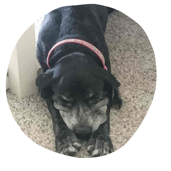 a dog resting on the floor