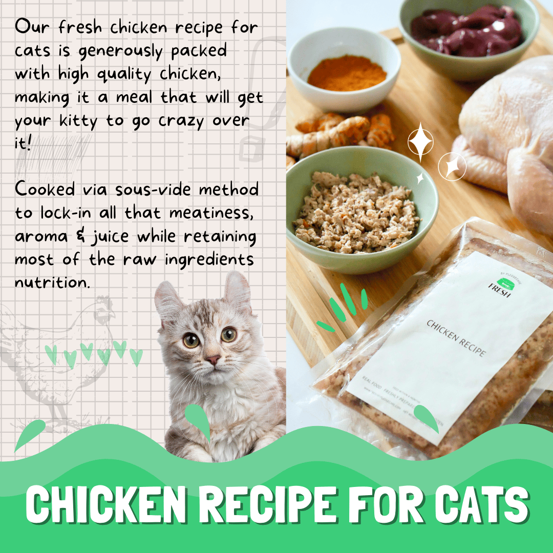 Fresh Chicken Recipe for Cats - Image 2