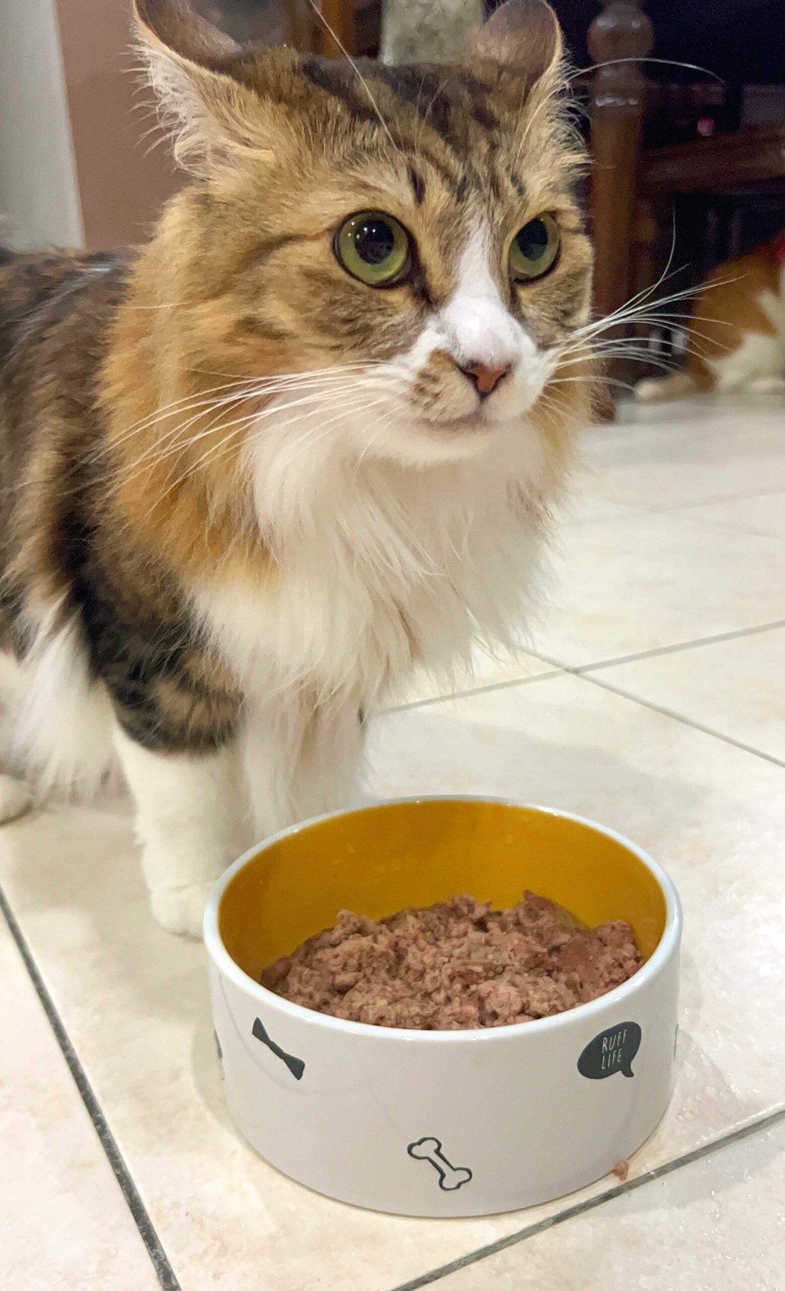 Fresh Chicken Recipe for Cats - Image 6