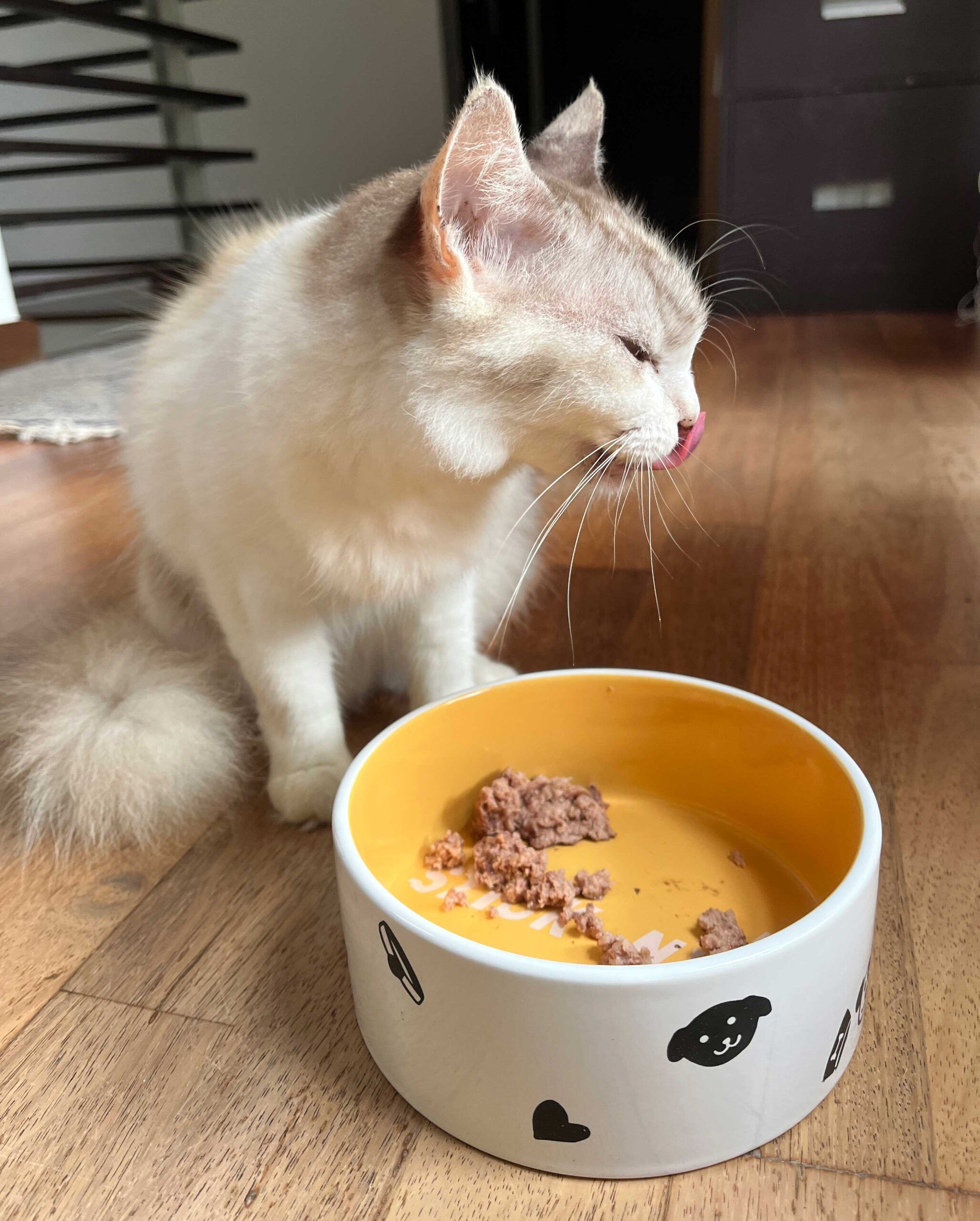 Fresh Chicken Recipe for Cats - Image 8