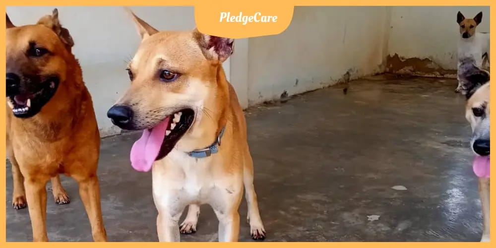 animal shelter