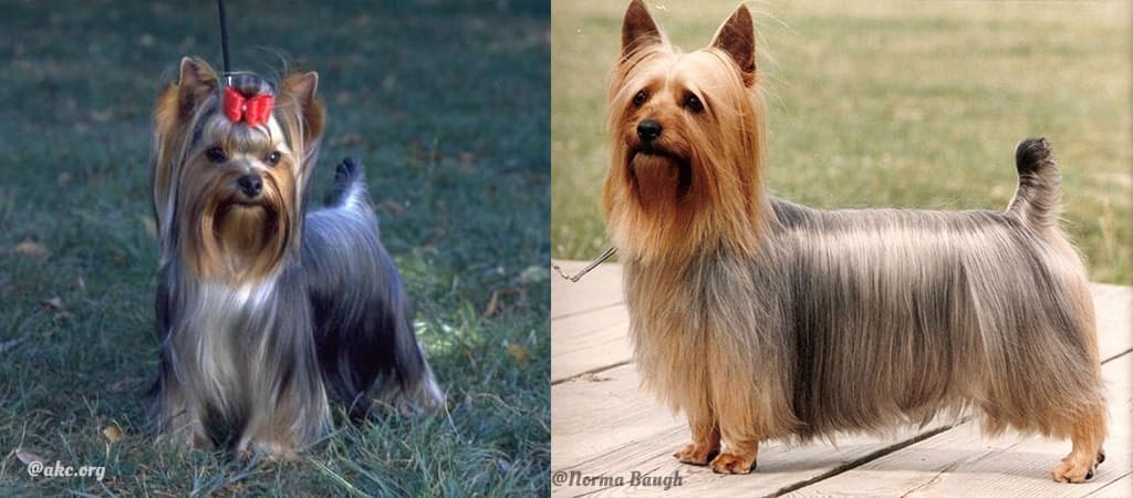 yorkshire and silky terriers are one of the popular dog breeds in malaysia
