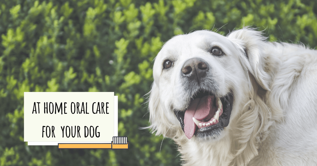 Dental Care for Your Dog