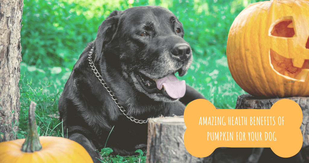 happy black labrador near pumpkins