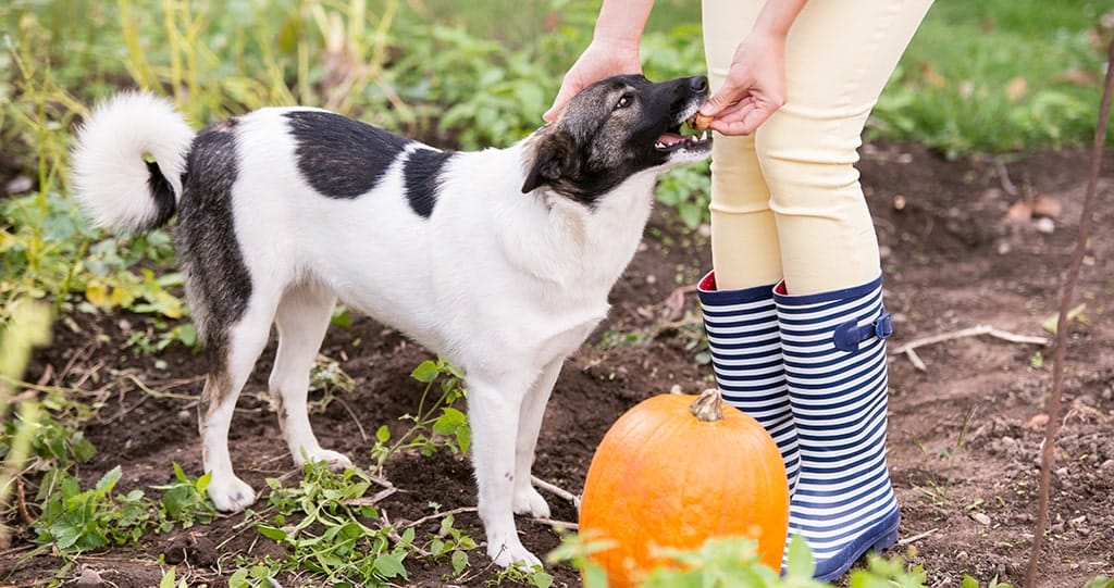 Woman feeding a healthy dog pumpkin