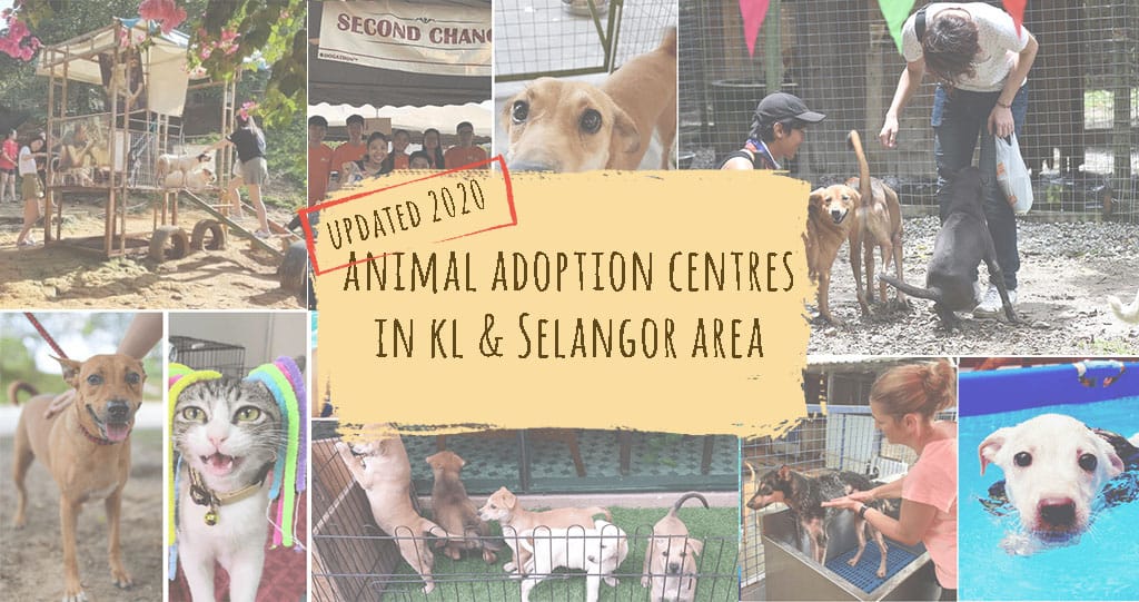 animal adoption centres in kl and selangor