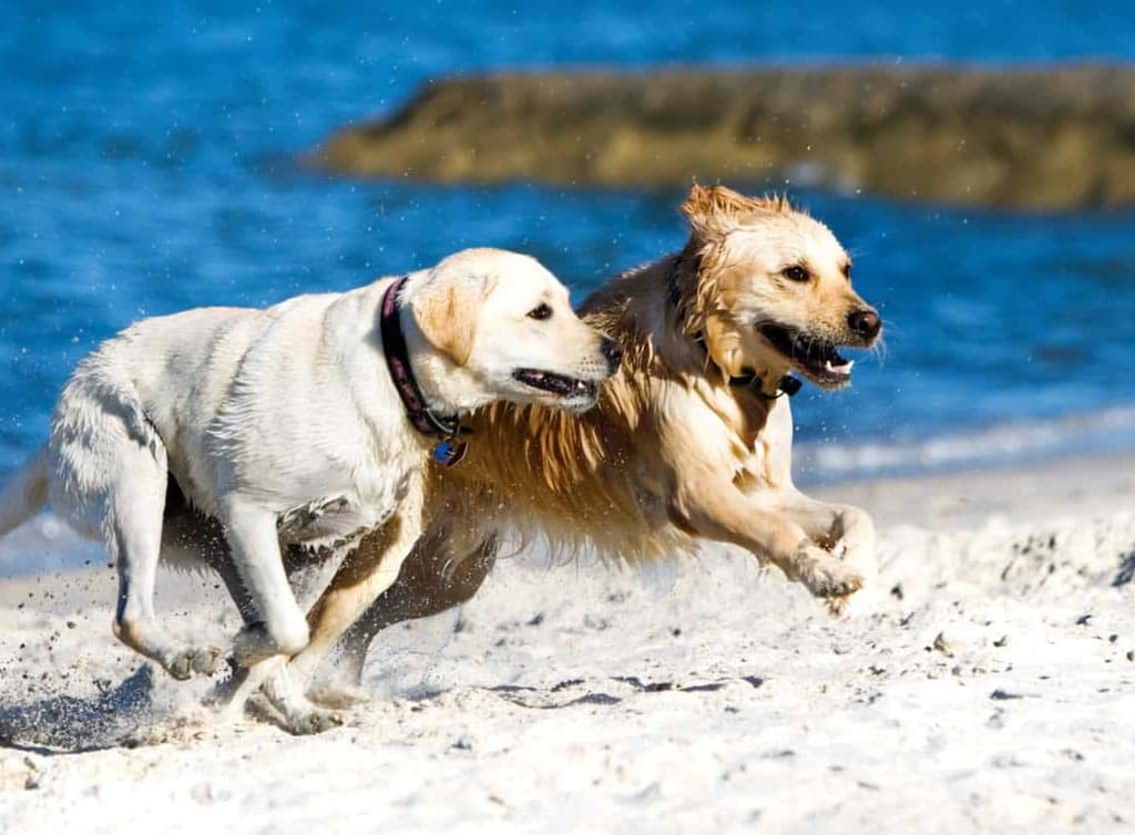 2 dogs running on the beach