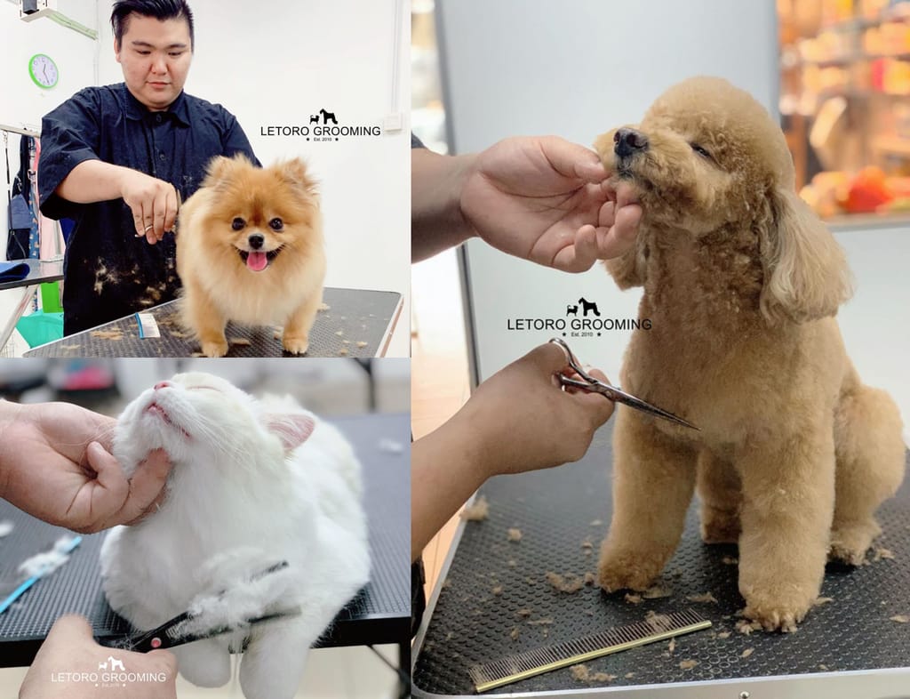 Letoro Dog Grooming