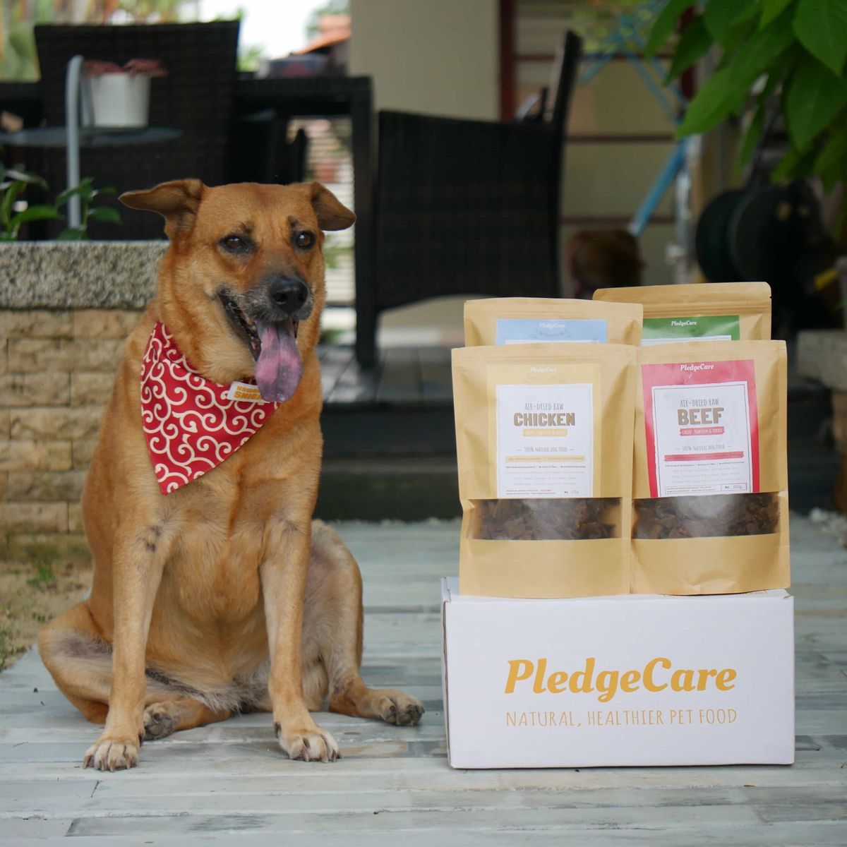 The Pawfect Starter - Image 3