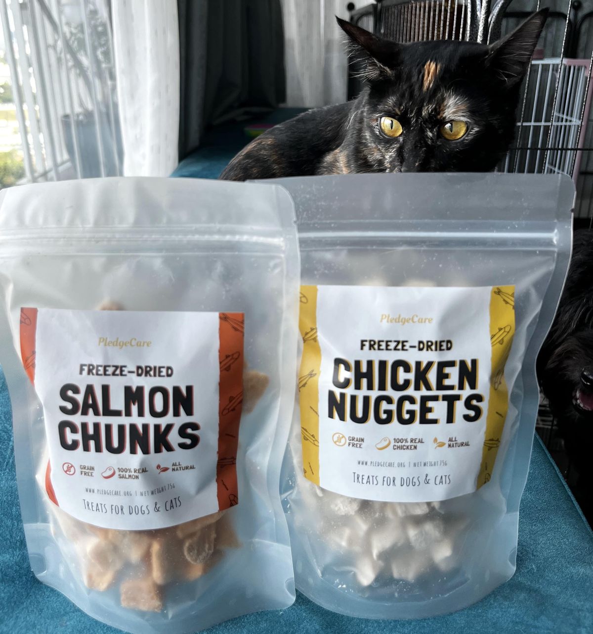 cat with freeze-dried treats