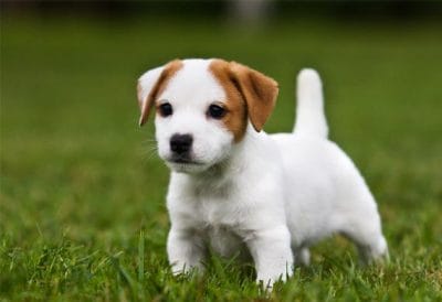 Puppy on the grass