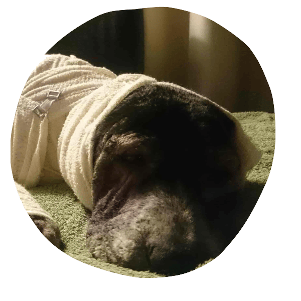 a dog wrapped in a towel