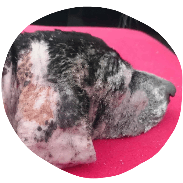 a dog with severe skin problems