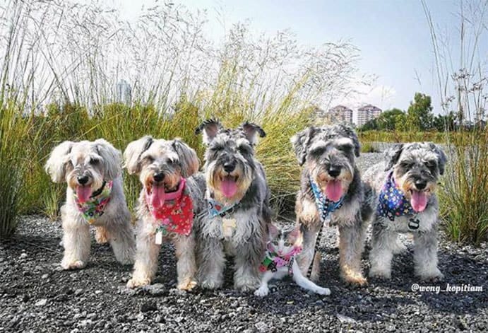 schnauzers are one of the popular dog breeds in malaysia