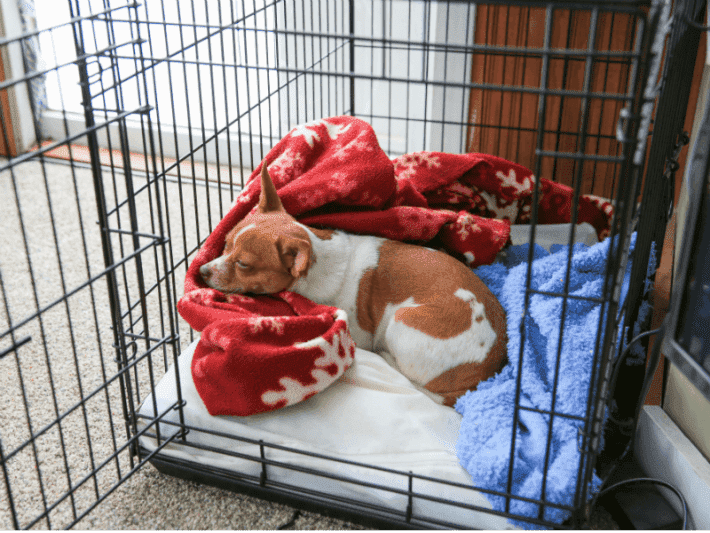 a dog sleeping cozily in a cage