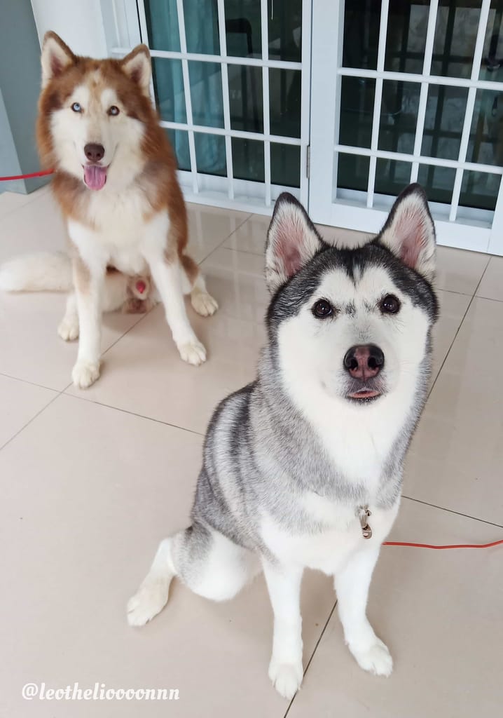 husky's are one of the popular dog breeds in malaysia