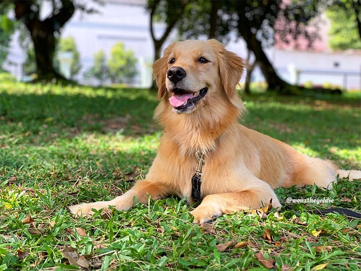 golden retrievers are one of the popular dog breeds in malaysia