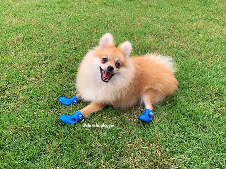 pomeranians are one of the popular dog breeds in malaysia