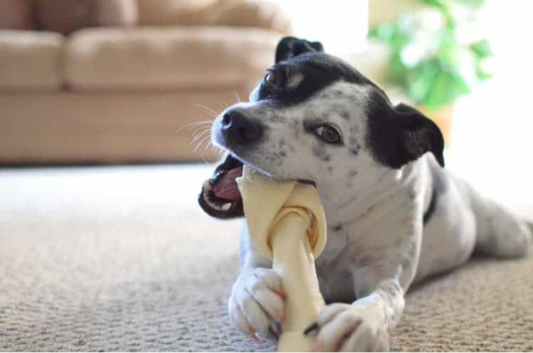 A mongrel chewing on a chew toy