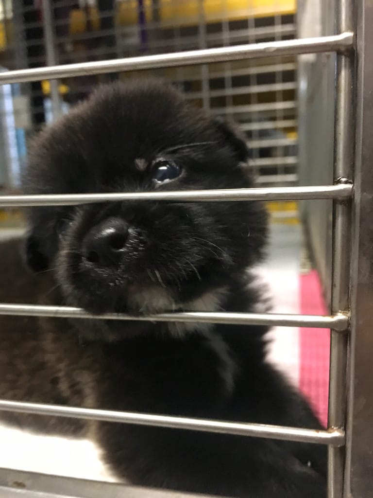 Rescue black puppy from Kuala Lumpur