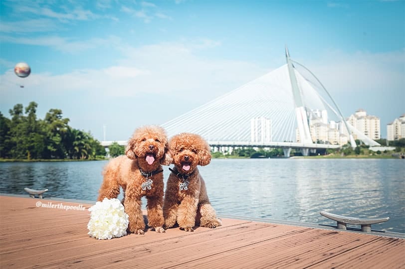 toy poodles are one of the popular dog breeds in malaysia