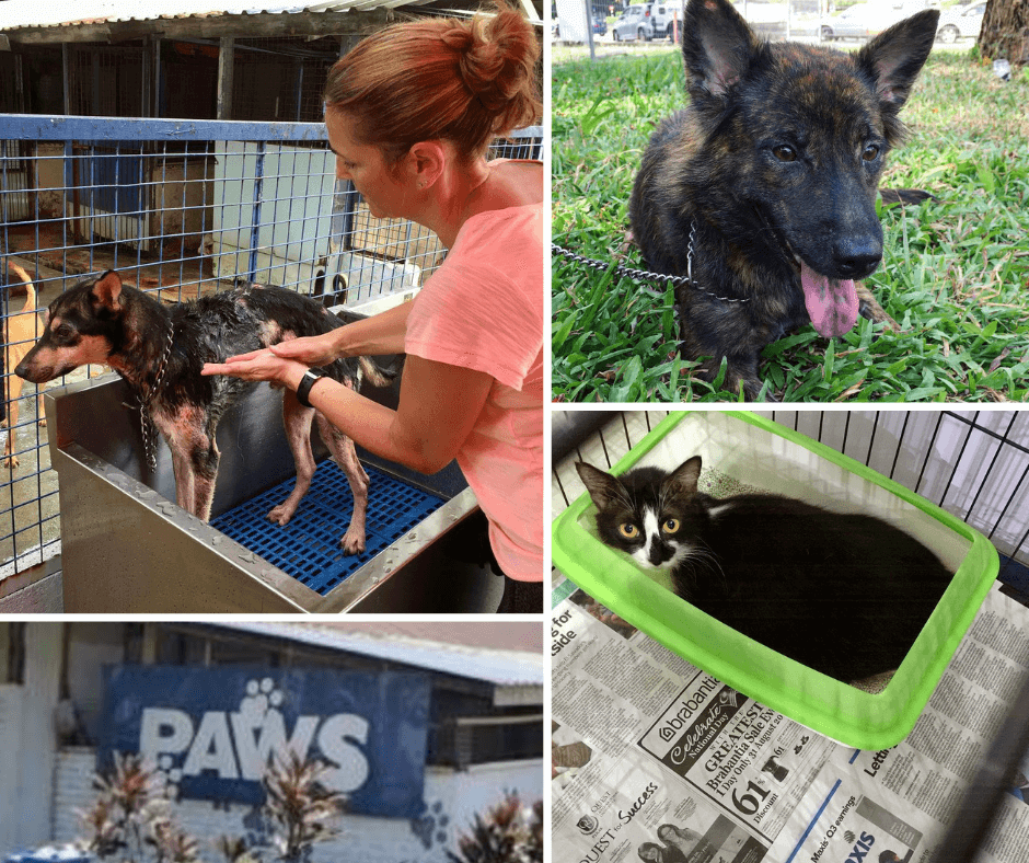  PAWS Animal Welfare Society, Petaling Jaya