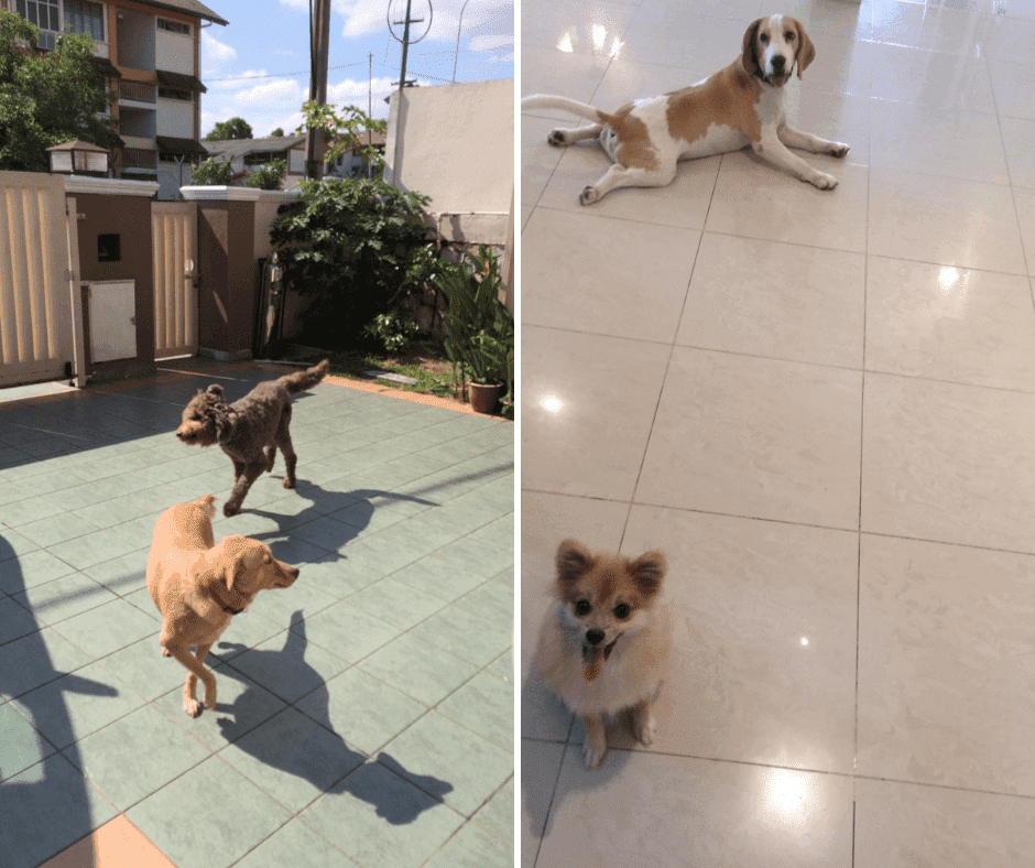 Best Pet Boarding Options in KL/PJ 2022 Top 9 PledgeCare Malaysia