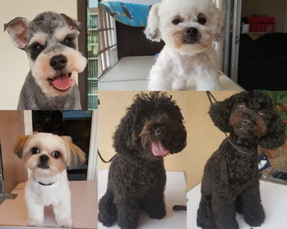 Poodle grooming