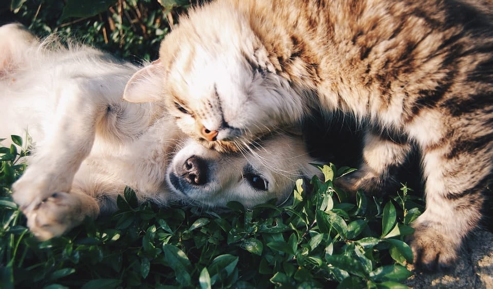 How heat affect your dog's or cat's diet
