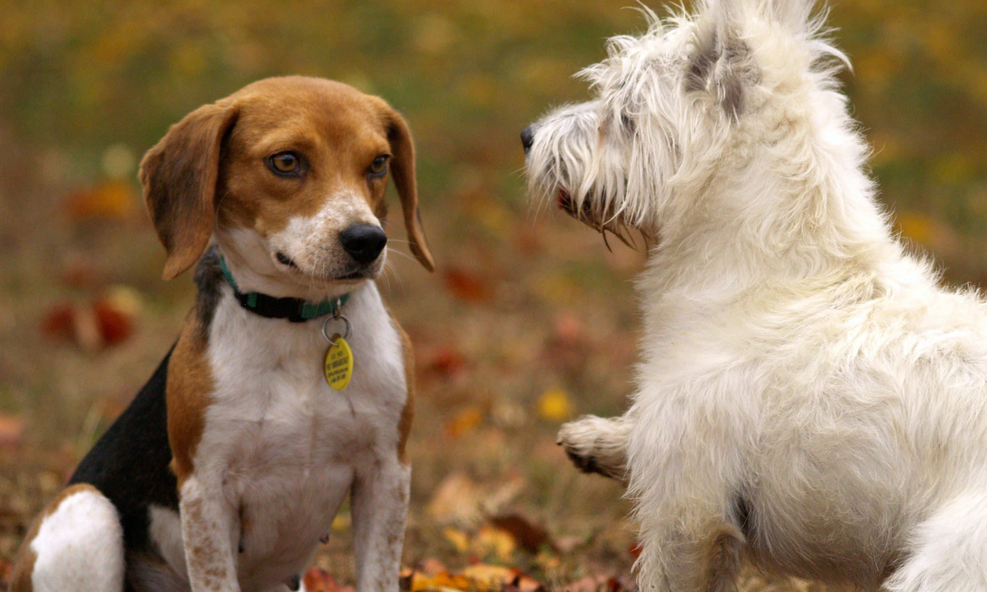 What Dog Play Date Means