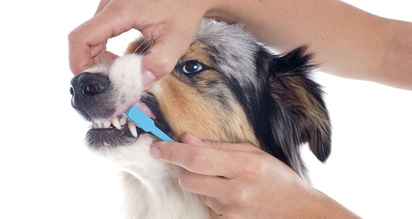 Dog Brushing Teeth