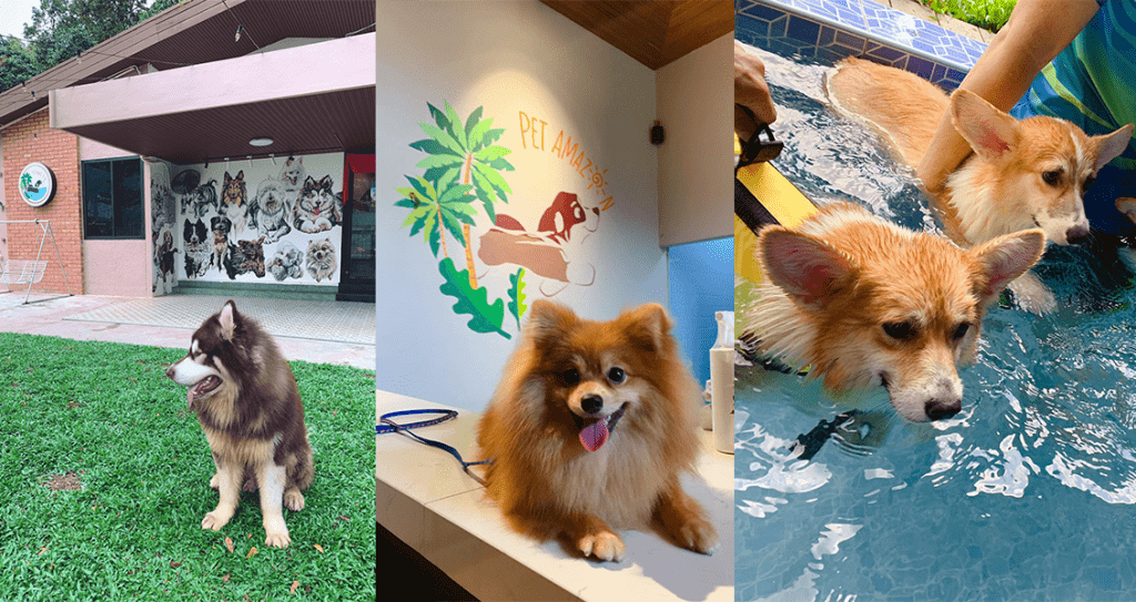 Best DogFriendly Places In Penang 2021 Top 13 Picks PledgeCare