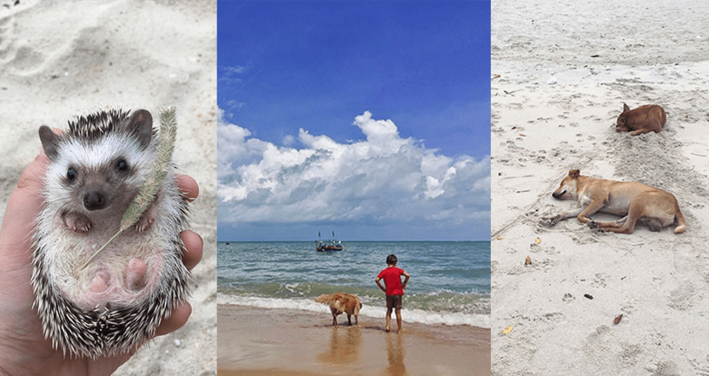 Best Dog-Friendly Places In Penang 2021: Top 13 Picks - PledgeCare