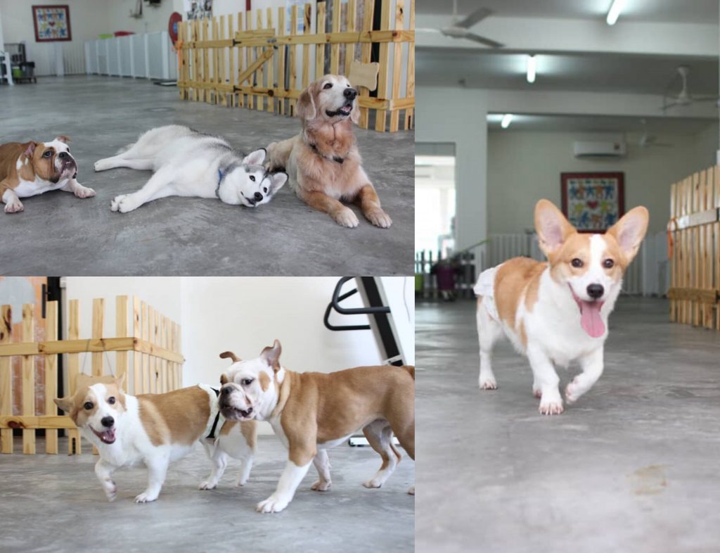 Bowhouse Pet Salon