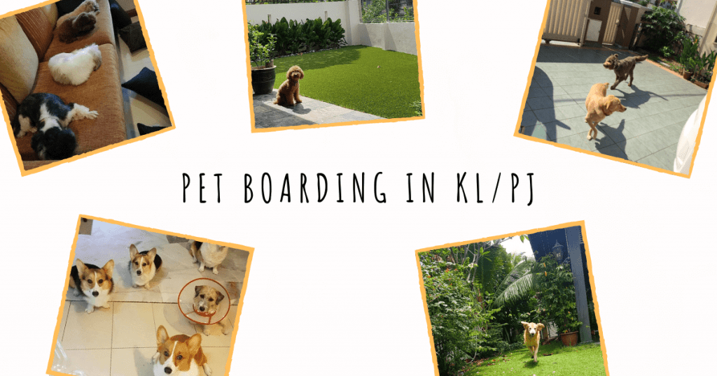 best pet boarding