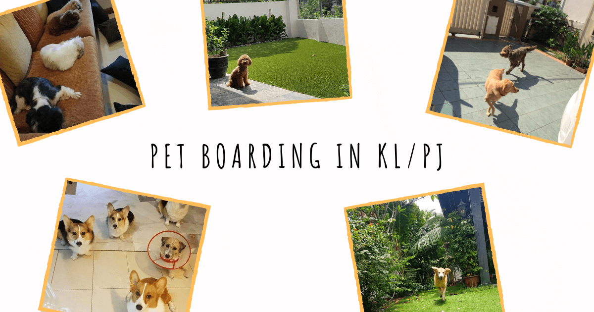 Pet Boarding Picture