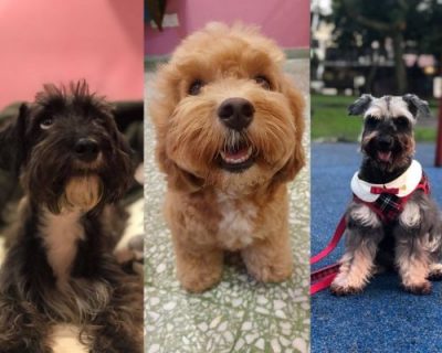 Dogs in BnB Pets Boarding