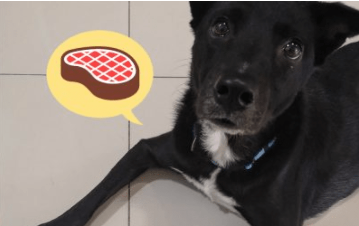 dog thinking about food