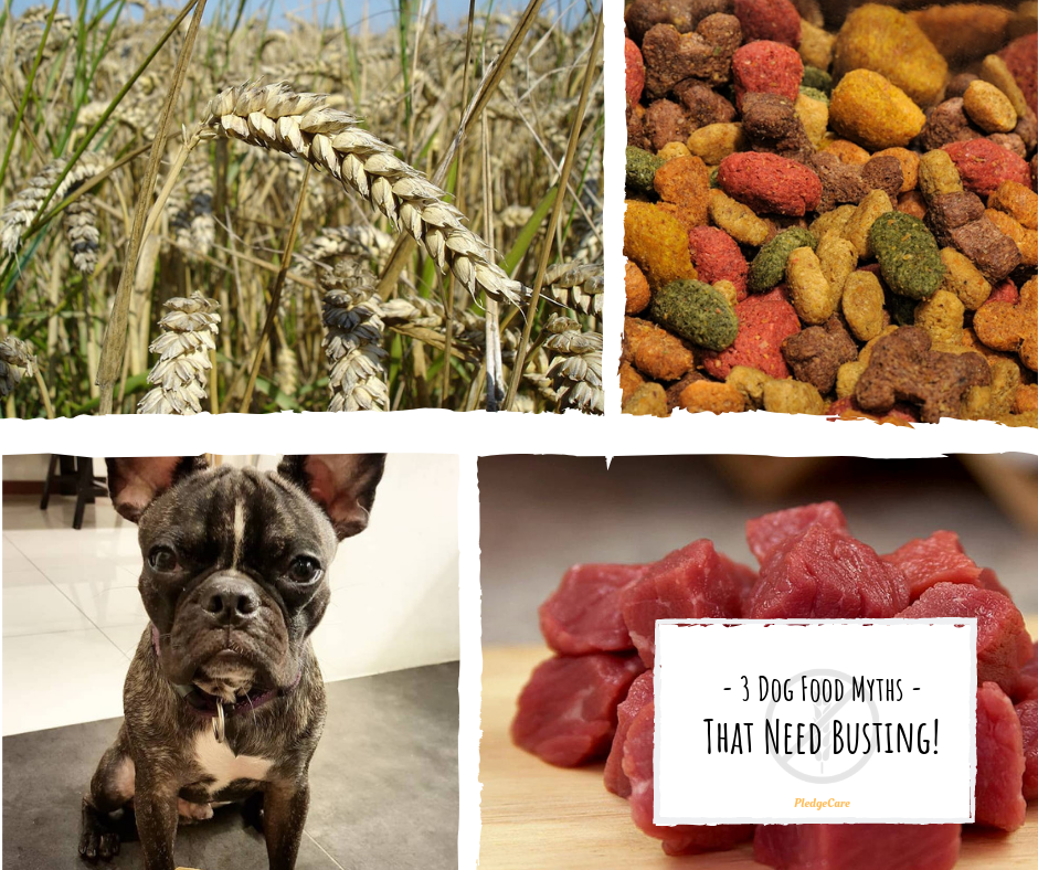 too much protein in dog food