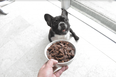 dog with food bowl