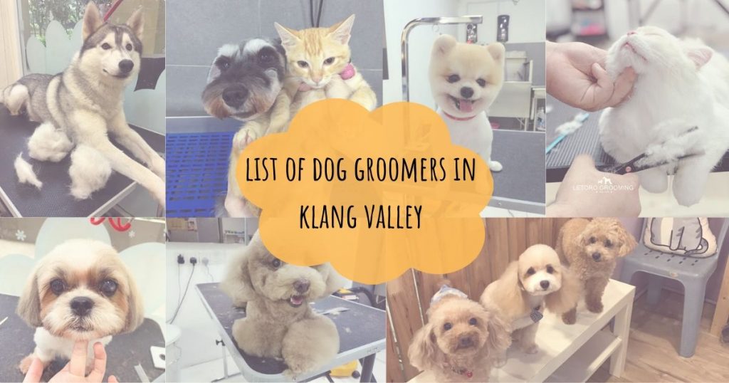 The Best Dog Groomers in Klang Valley | PledgeCare