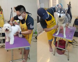 Husky grooming