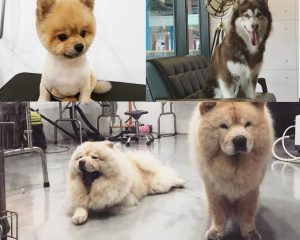 Poozie n' beach dog grooming