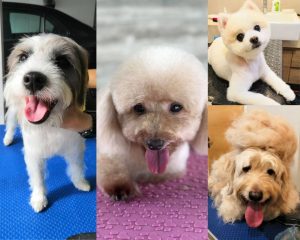 Pomeranian grooming