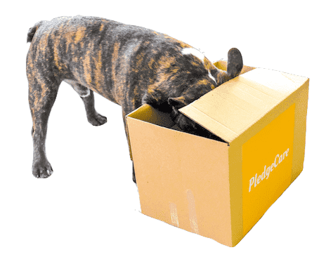 Order premium, homemade dog food online with free shipping