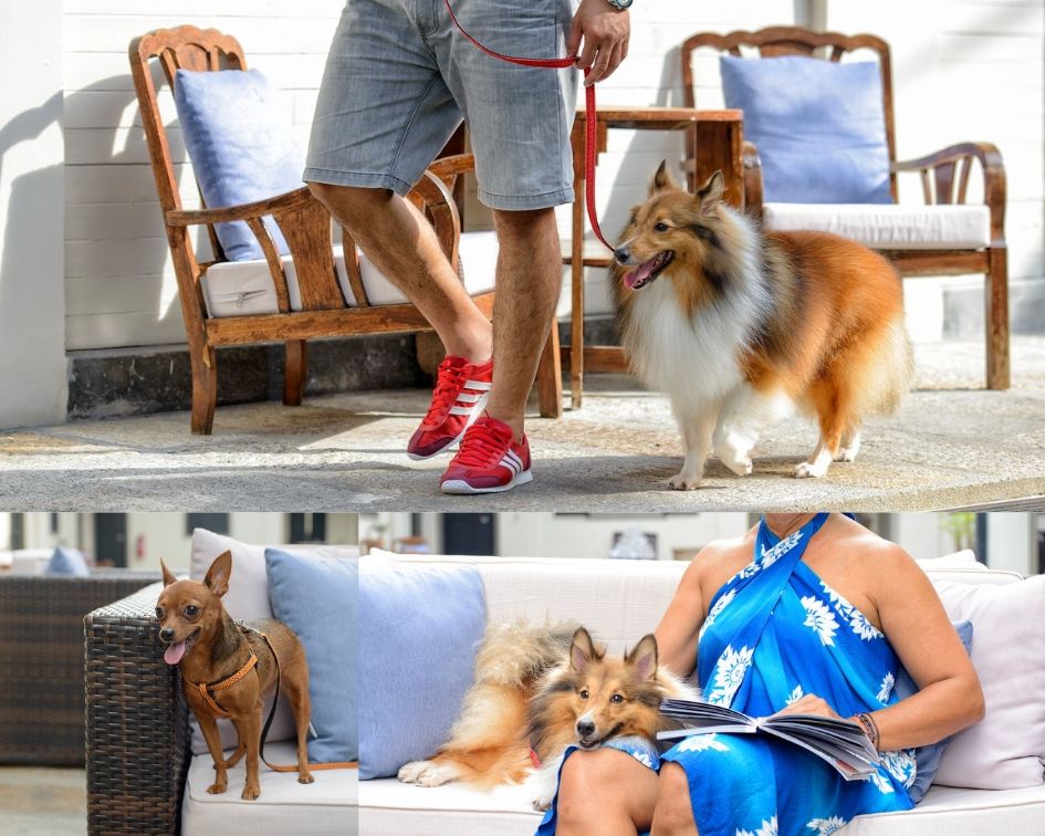 Dogs (Collies and chihuahuas) in Noordin Mews, a pet-friendly hotel in Penang, Malaysia.